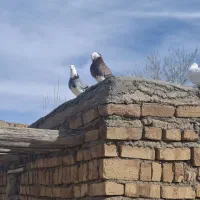 ۲عدد شازنده