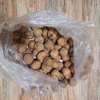 گردو تازه