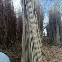 فروش انواع نهال وصنوبر در نهالستان همیشه بهار