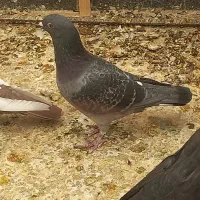 کفتر غره سیاه|پرنده|شیراز, تندگویان|دیوار