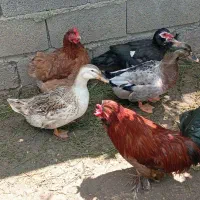 اردک