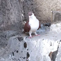 .کفتر