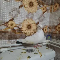 کبوتر توکدم و دمسیاه|پرنده|همدان, |دیوار