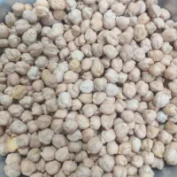 نخود کشت بهاره . بهترین کیفیت زود پز|خوردنی و آشامیدنی|گیلان غرب, |دیوار