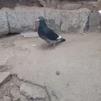 کفتر نسل دار