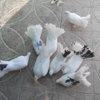 کبوتر|پرنده|آباده, |دیوار