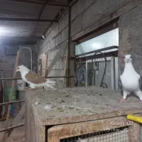 پشتدار نر و ماده