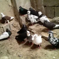 کبوتر پرشی|پرنده|کاکی, |دیوار