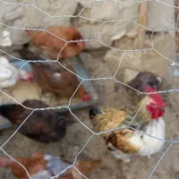 مرغ و خروس محلی|حیوانات مزرعه|صحنه, |دیوار