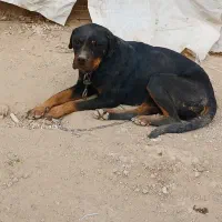 فروش سگ روت وایلر ماده