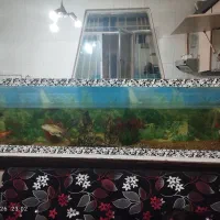 اکواریوم|ماهی|تربت‌حیدریه, پائین ولایت|دیوار