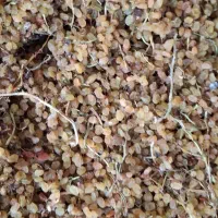 گلدن طلایی انگوری|خوردنی و آشامیدنی|تهران, بازار|دیوار