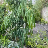 درختچه ی آمستل ۵ ساله|گل و گیاه طبیعی|رشت, رشتیان|دیوار