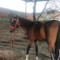 اسب|اسب و تجهیزات اسب‌سواری|بندر گز, |دیوار