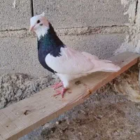 کبوتر کفتر|پرنده|سرپل ذهاب, |دیوار