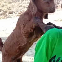 2تا کهره نر یه بز ۳قلوزا