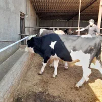 ۲ عدد گوساله نر|حیوانات مزرعه|شاهدشهر, |دیوار