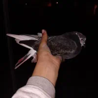 کبوتر پرشی