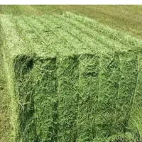 100 پرس یونجه