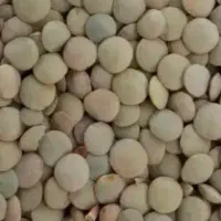بذر عدس درجه یک درشت