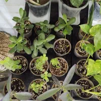 انواع گل های اپارتمانی|گل و گیاه طبیعی|کرج, گوهردشت|دیوار