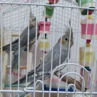 عروس هلندی نر