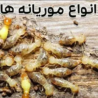 کیپ سمپاشی اهوازسم پاشی انواع حشرات تضمینی|خدمات نظافت|اهواز, پردیس|دیوار