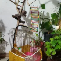 عروس هلندی نر دستی