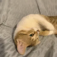 واگذاری گربه