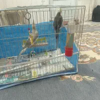 عروس هلندی|پرنده|تبریز, |دیوار