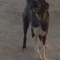 واگذاری ماده قدرجونی