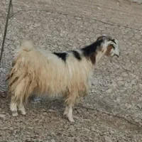 بز داشتی جوان دوقلو زا 50 روز ابست|حیوانات مزرعه|ایلام, |دیوار