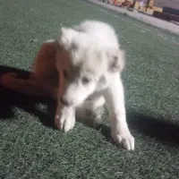 توله سگ افغان|سگ|بندرعباس, |دیوار