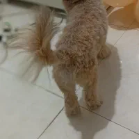 شیتزو نر|سگ|ری, شهرری|دیوار