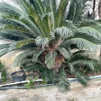 گل سیکاس بزرگ و متوسط وکوچک|گل و گیاه طبیعی|ساری, |دیوار