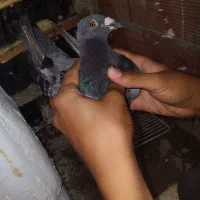 مگس|پرنده|سرخنکلاته, |دیوار