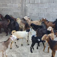 باسلام فروش چند بزو کهره داشتی|حیوانات مزرعه|بندر گناوه, |دیوار