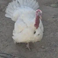 بوقلمون گوشتی