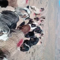 فروش گوسفند