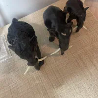 مجسمه نایلندی فیل|مجسمه، تندیس، ماکت|تهران, آبشار تهران (دریاچه)|دیوار