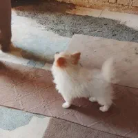 سگ اشپیتز پامر