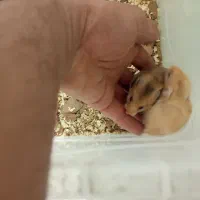 دوعددهمستر|موش و خرگوش|کلاله, |دیوار