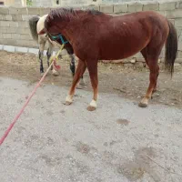 اسب قدبلند۵ساله|اسب و تجهیزات اسب‌سواری|ارومیه, |دیوار