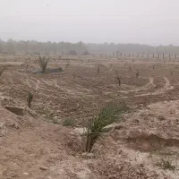 نخل|گل و گیاه طبیعی|آبپخش, |دیوار