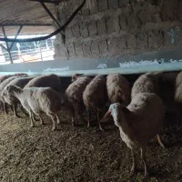 14عدد گوسفند بوغاز 2دندان شیشک