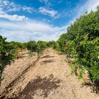 فروش زمین ۳۰۰ متری|فروش زمین و ملک کلنگی|ری, شهرری|دیوار