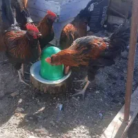 فروش چهار عدد خروس جوان وتپل|حیوانات مزرعه|بهمن صغاد, |دیوار