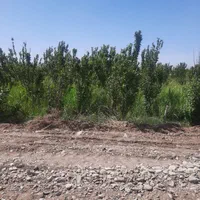 باغ زرد آلو و گوجه سبز|فروش زمین و ملک کلنگی|قم, آزادگان|دیوار