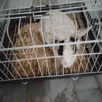 خرگوش