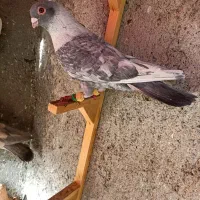 کبوترعطیقه|پرنده|مشهد, هفده شهریور|دیوار